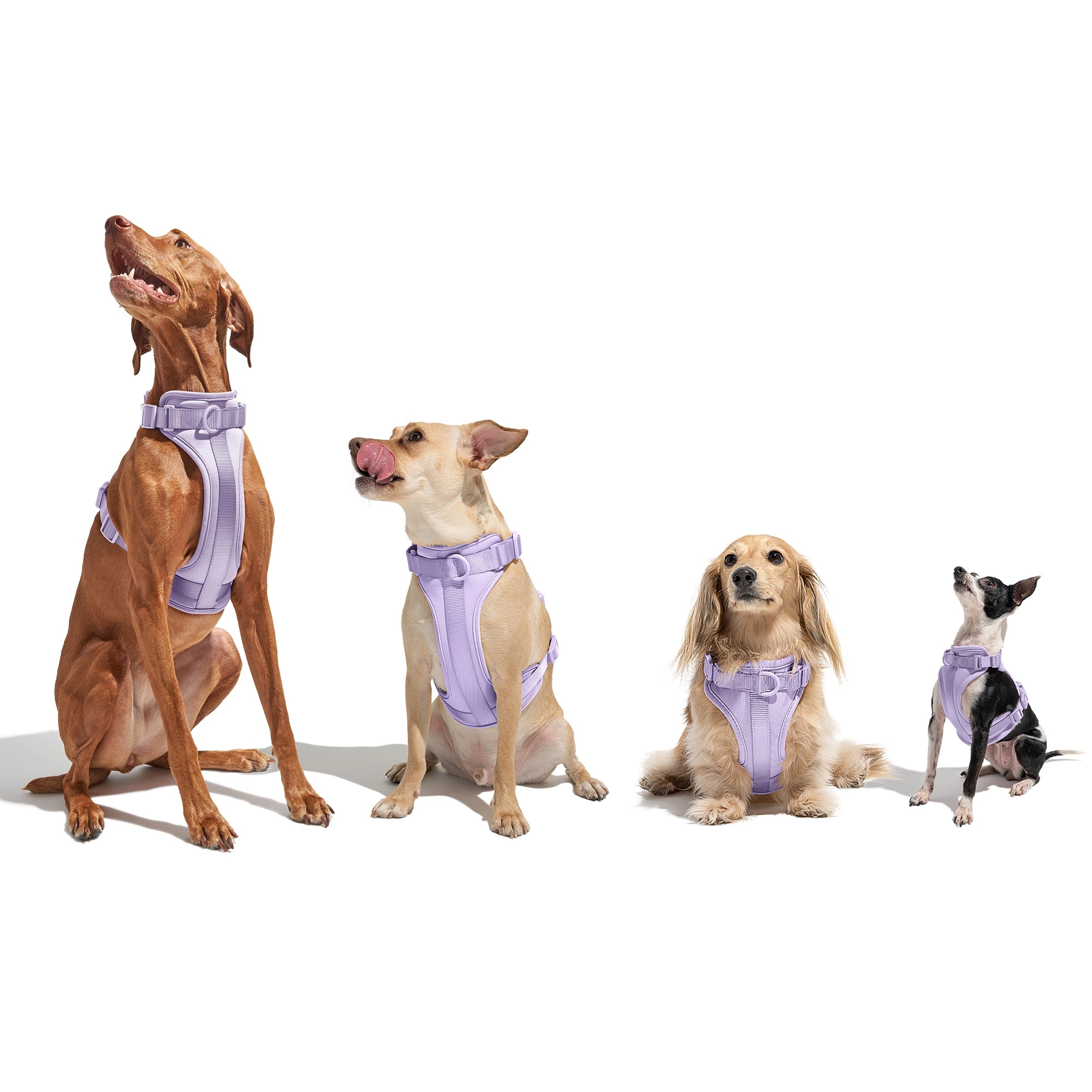 Wild One Dog Harness - Blue