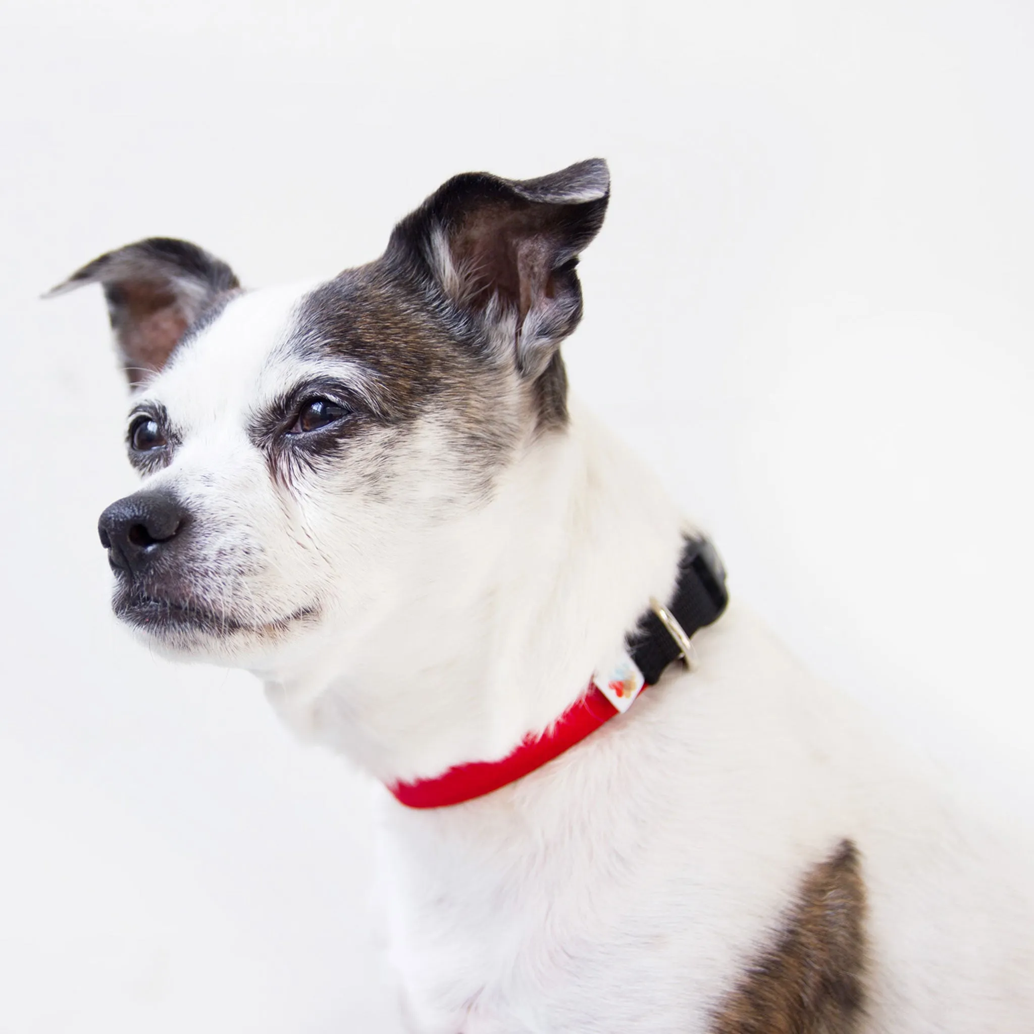 Wildebeest Funston Dog Collar - Red